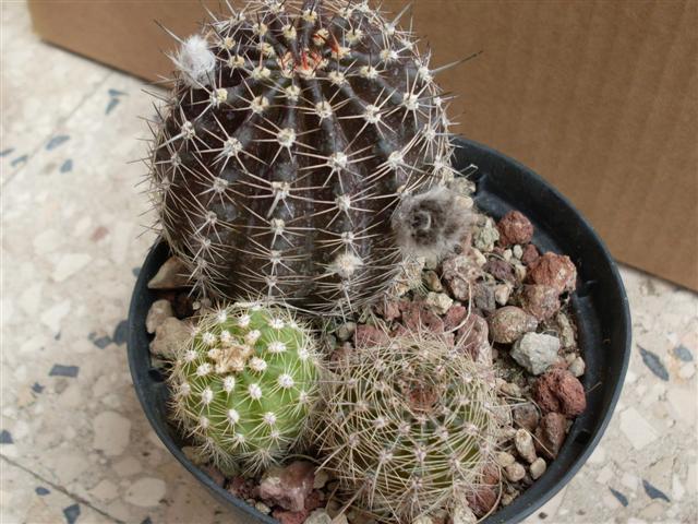 echino ibridi  