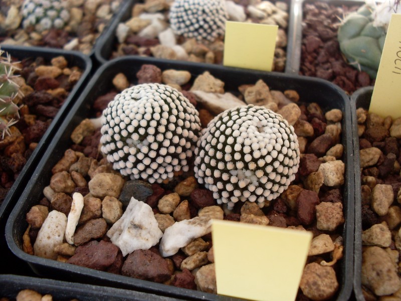 Mammillaria luethyi 