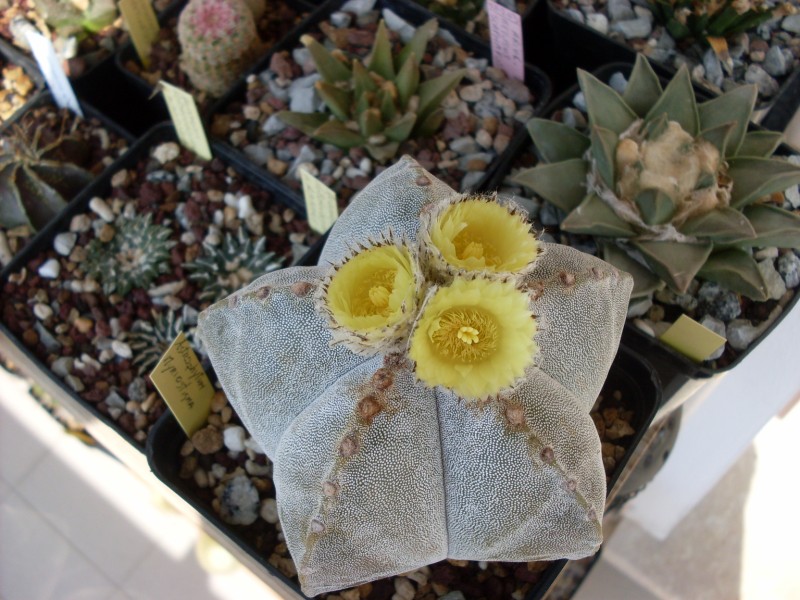 Astrophytum myriostigma 