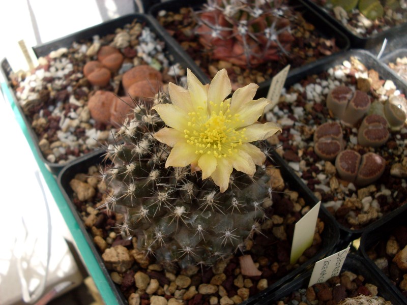 Copiapoa tenuissima 