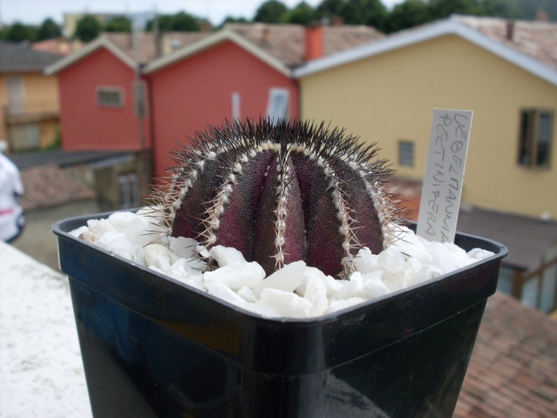 Uebelmannia pectinifera 