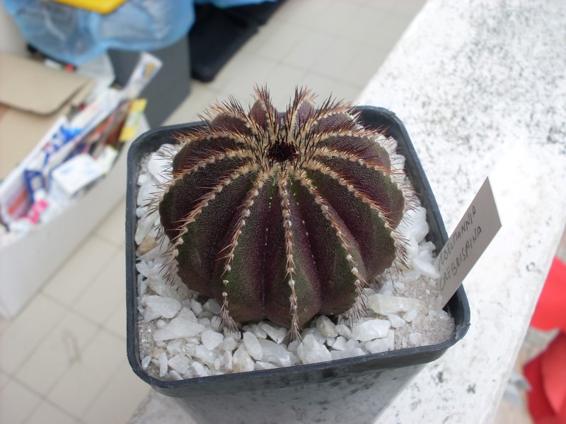 Uebelmannia crebispina 