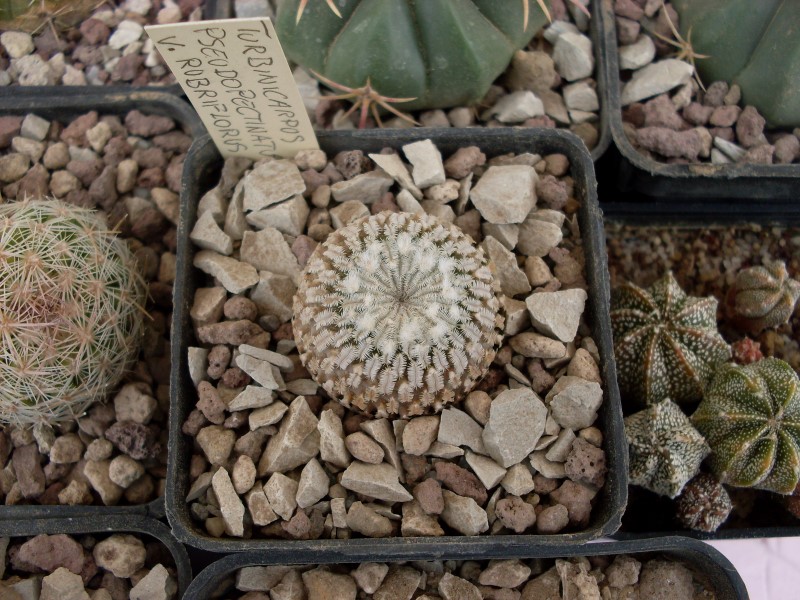 Turbinicarpus pseudopectinatus v. rubriflorus 