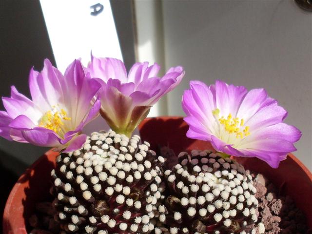 Mammillaria luethyi 