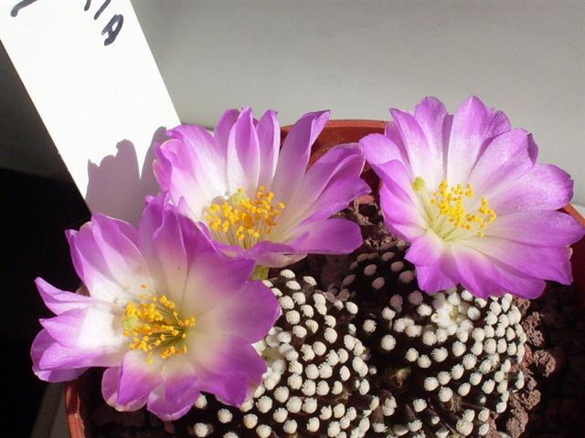 Mammillaria luethyi 