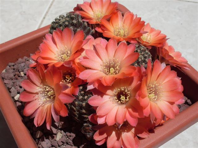 Rebutia pygmaea 