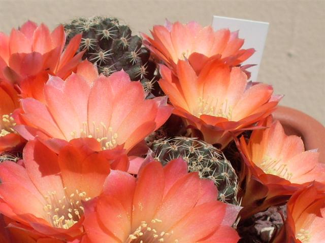 Rebutia pygmaea 