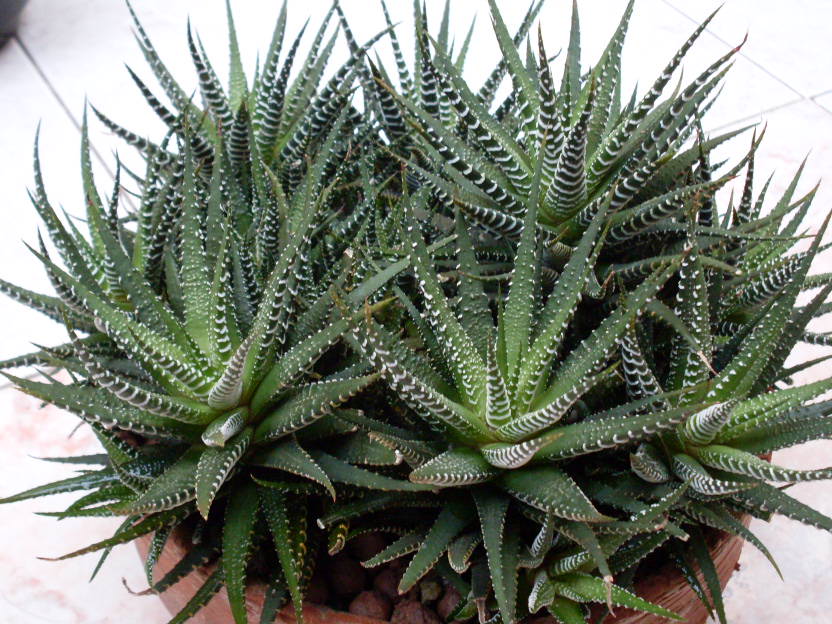Haworthia attenuata 