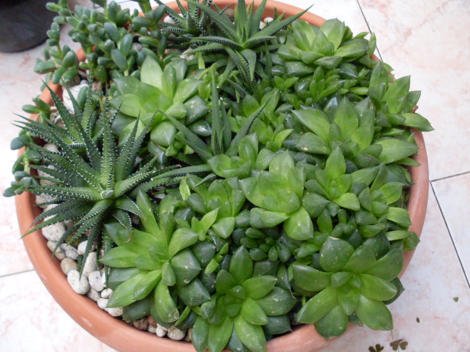 Haworthia cymbiformis 
