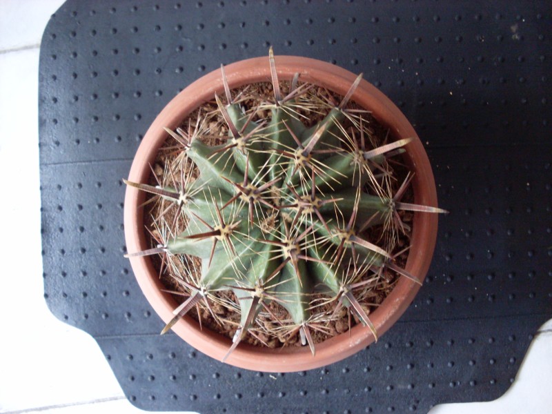 Ferocactus wislizeni ssp. herrerae 