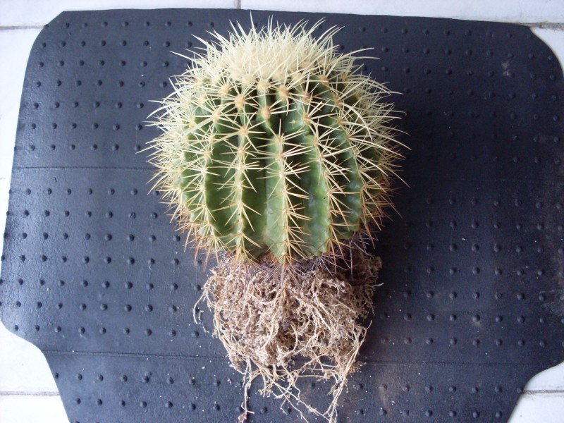 Echinocactus grusonii 