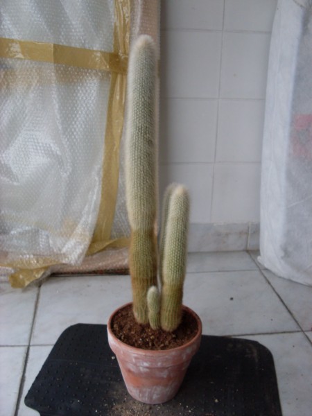 Cleistocactus strausii 