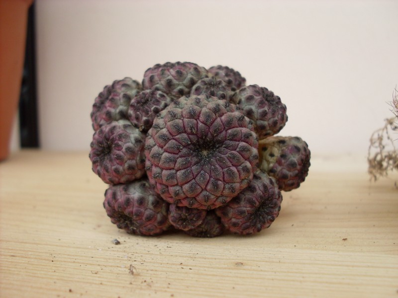 SULCOREBUTIA  