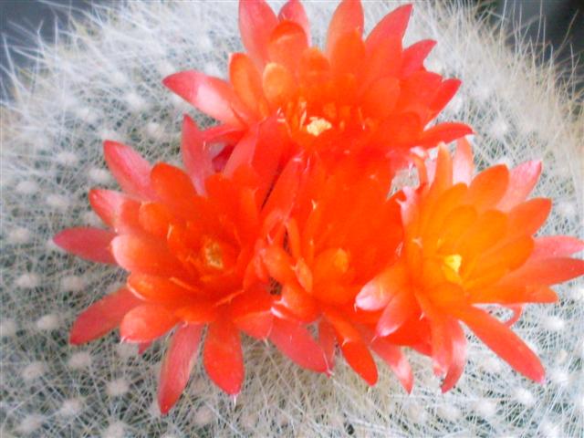 Parodia haselbergii 