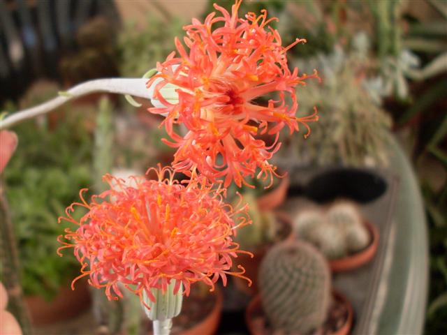 Senecio stapeliiformis 