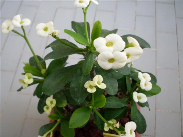 Euphorbia milii 