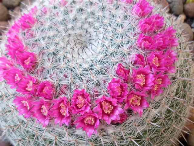 Mammillaria hahniana 