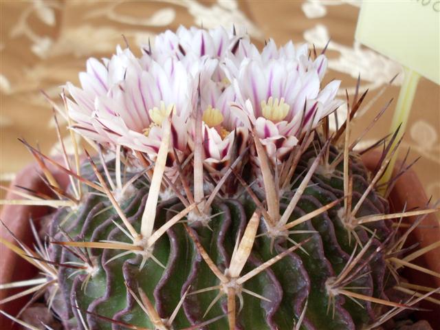 Stenocactus crispatus 