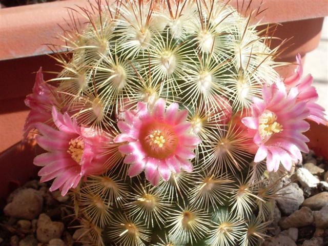 Mammillaria microhelia 