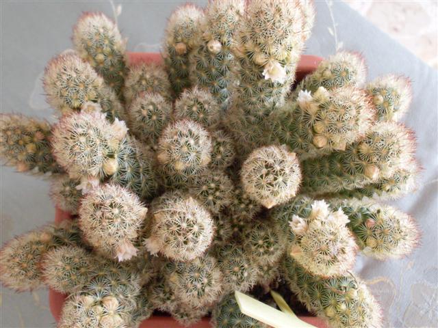 Mammillaria elongata cv. lemon 