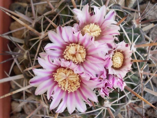 Stenocactus obvallatus 