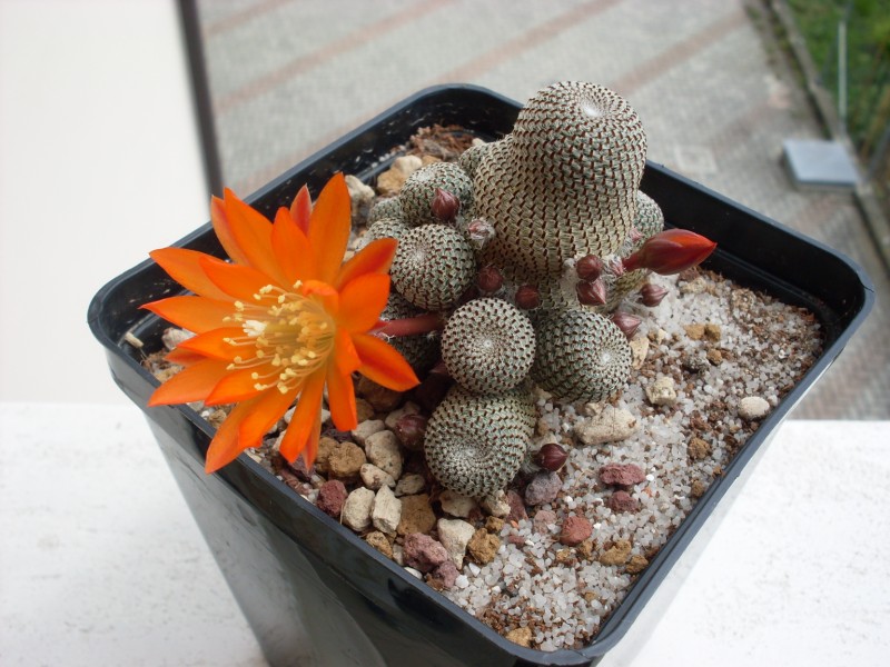 Rebutia heliosa 