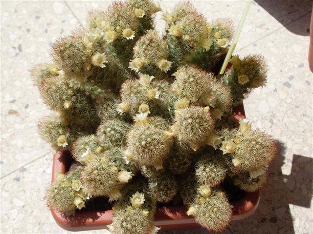 mammillaria elongata cv. lemon