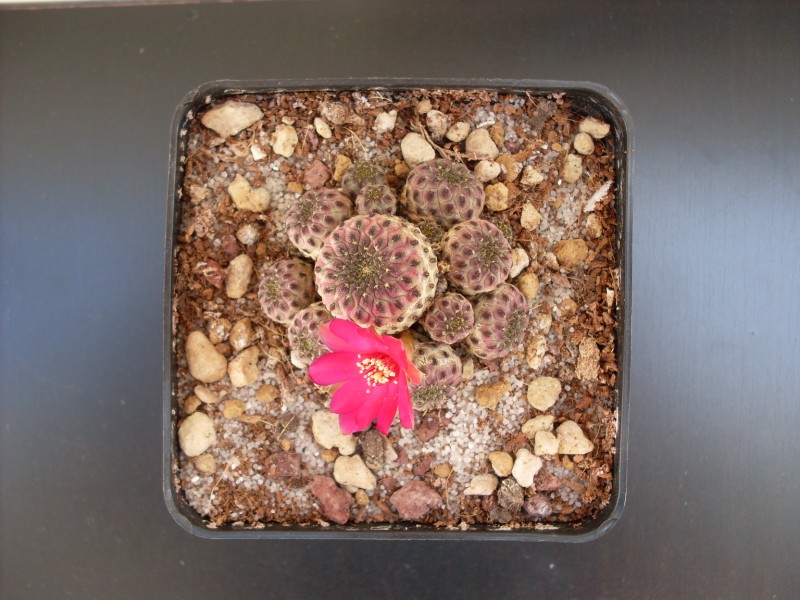 Sulcorebutia rauschii v. violacidermis 