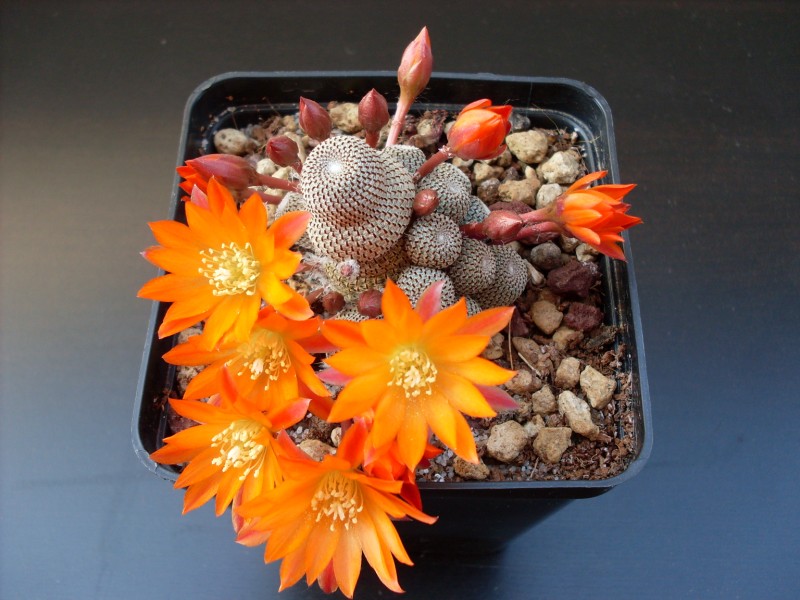 Rebutia heliosa 