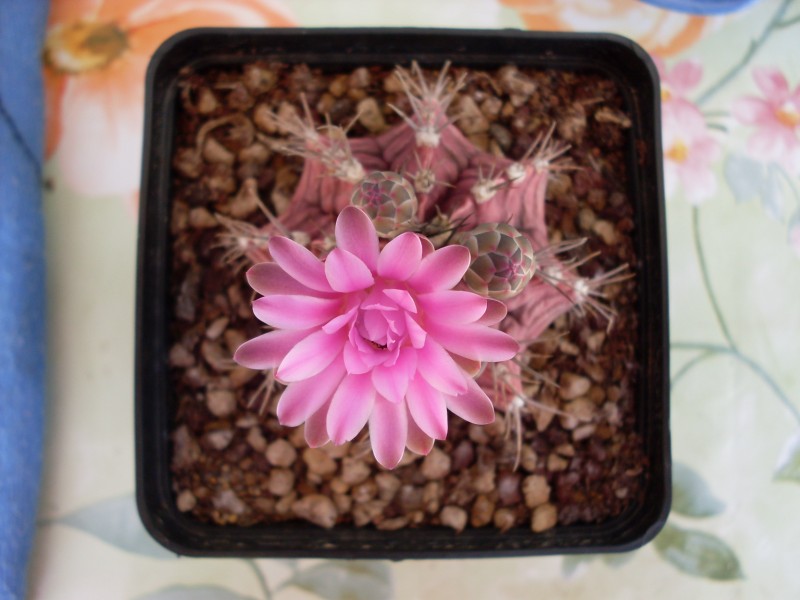 Gymnocalycium stenopleurum 