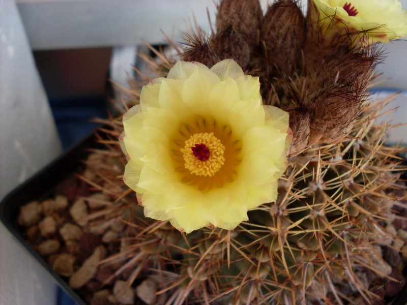 Notocactus mammulosus 