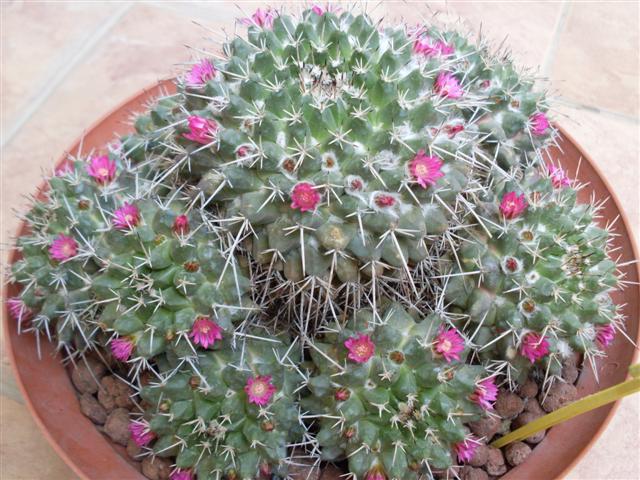 Mammillaria magnimamma 