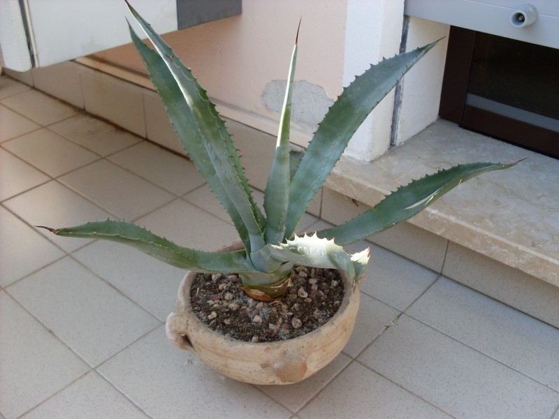 Agave americana 