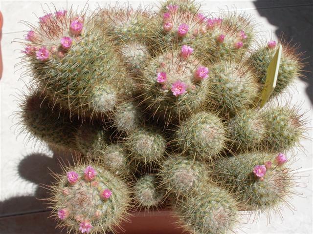 Mammillaria bombycina 