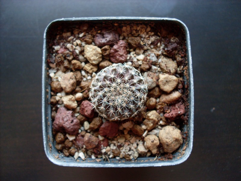 Copiapoa tenuissima 