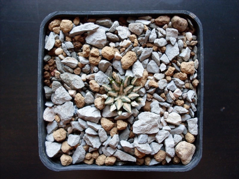 Ariocarpus kotschoubeyanus 