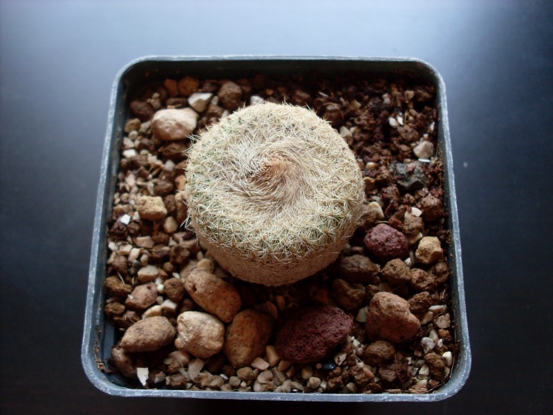 Epithelantha micromeris 