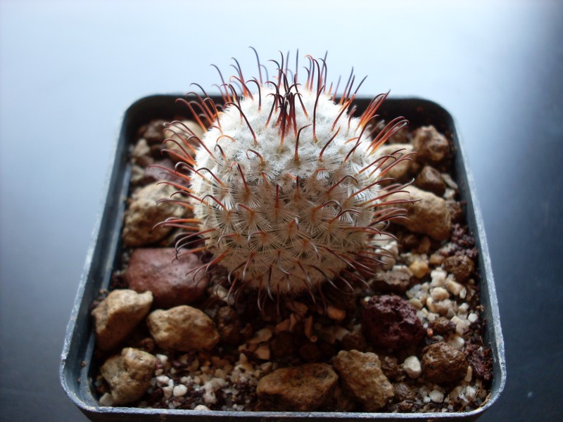 Mammillaria perezdelarosae 