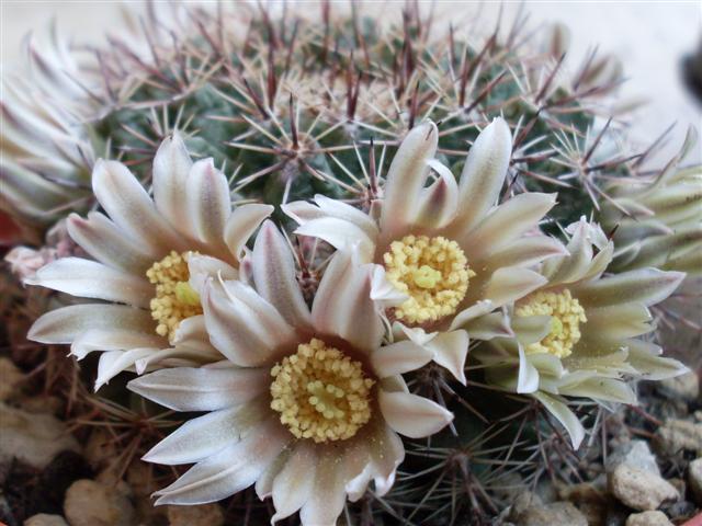 Mammillaria heyderi 