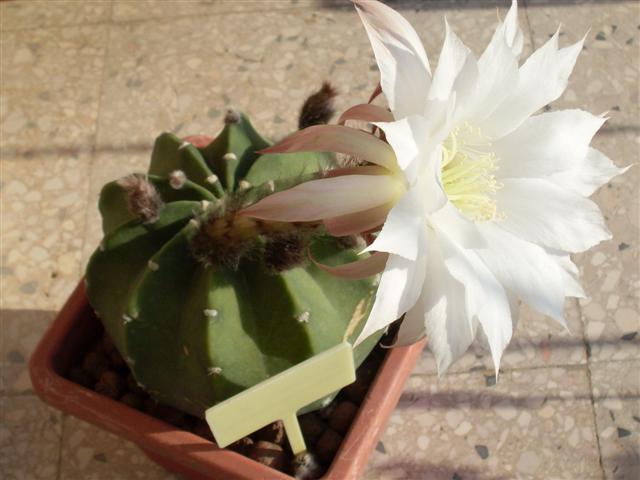 Echinopsis subdenudata 