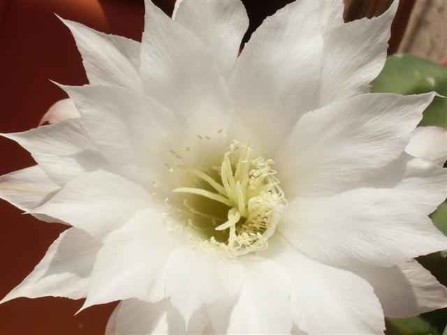 Echinopsis subdenudata 