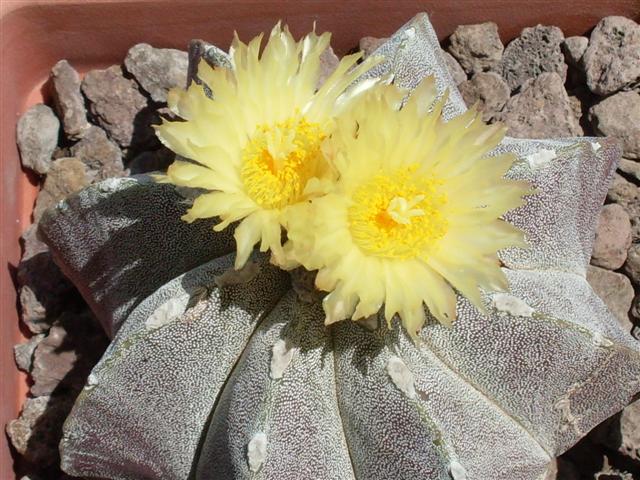 astrophytum myriostigma 