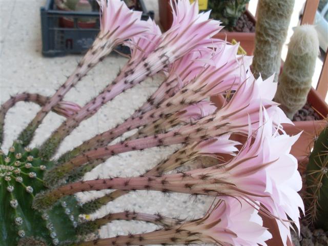 Echinopsis oxygona 