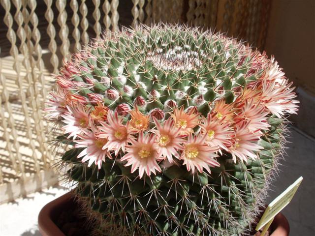 Mammillaria karwinskiana 