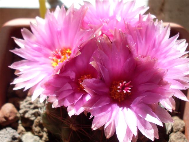 Parodia werneri 