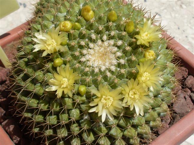 Mammillaria marksiana 