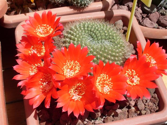 Rebutia krainziana 