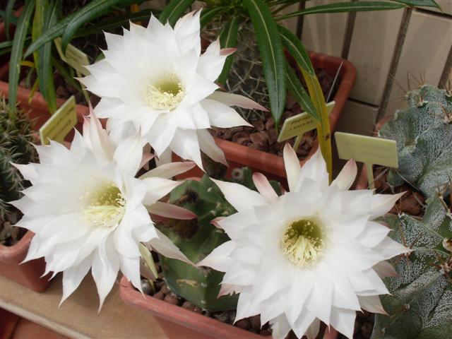 Echinopsis subdenudata 