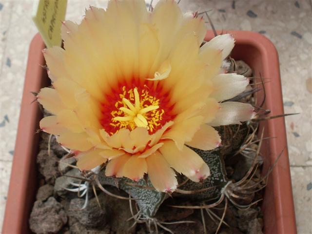 Astrophytum capricorne 