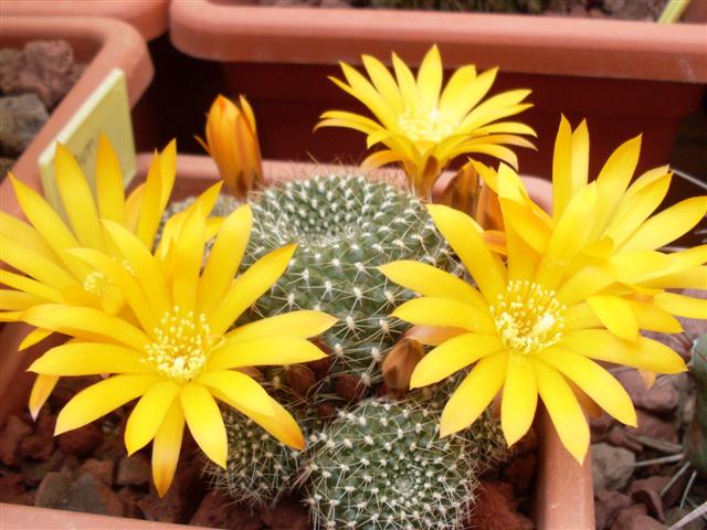 Rebutia marsoneri 